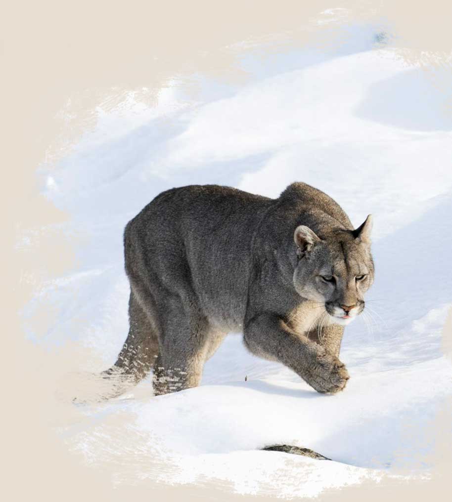 Tierra Salvaje Luxury Patagonia Experience Travel fishing Tours Argentina Logo
